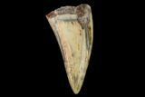 Fossil Phytosaur Tooth - New Mexico #133360-1
